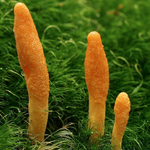 Life Cykel - Cordyceps Liquid Extract