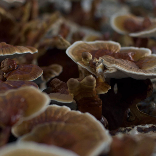Life Cykel - Reishi Liquid Extract